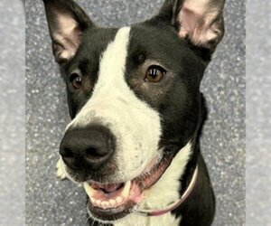 American Pit Bull Terrier-Unknown Mix Dogs for adoption in Anchorage, AK, USA