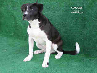 Mutt Dogs for adoption in Hanford, CA, USA