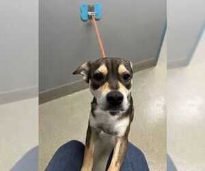 Mutt Dogs for adoption in Las Vegas, NV, USA