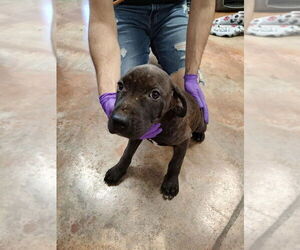 American Pit Bull Terrier-Unknown Mix Dogs for adoption in Bolivar, MO, USA