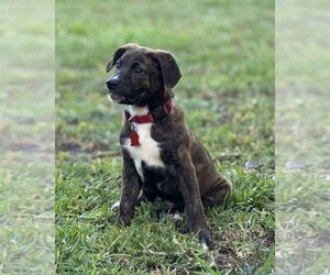 Labrador Retriever-Unknown Mix Dogs for adoption in Royal Palm Beach, FL, USA
