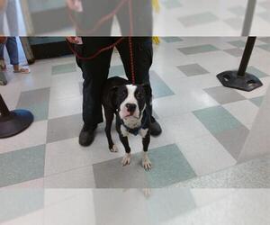 Boxer-Unknown Mix Dogs for adoption in Oklahoma City, OK, USA