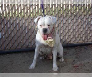 Boxer Dogs for adoption in Norco, CA, USA