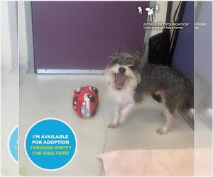 Australian Terrier-Unknown Mix Dogs for adoption in Santa Cruz, CA, USA