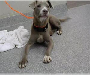 American Pit Bull Terrier-Unknown Mix Dogs for adoption in Pasadena, TX, USA