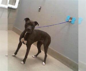 American Pit Bull Terrier-Unknown Mix Dogs for adoption in Las Vegas, NV, USA