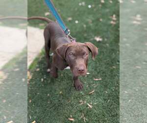 Labrador Retriever-Unknown Mix Dogs for adoption in Holly Springs, NC, USA
