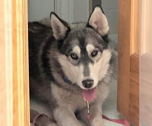 Siberian Husky Dogs for adoption in Omaha, NE, USA