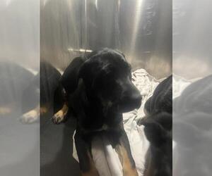 Rottweiler-Unknown Mix Dogs for adoption in San Antonio, TX, USA