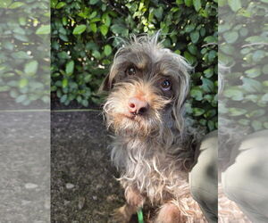 Mutt Dogs for adoption in Chico, CA, USA