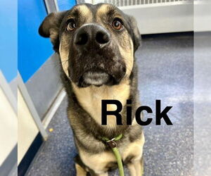 German Shepherd Dog-Unknown Mix Dogs for adoption in Anchorage, AK, USA