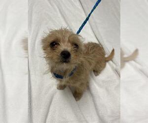 Mutt Dogs for adoption in Las Vegas, NV, USA