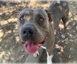 American Pit Bull Terrier Dogs for adoption in Martinez, CA, USA