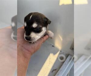 Labsky Dogs for adoption in Houston, TX, USA