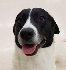 Lab-Pointer Dogs for adoption in Lafayette, LA, USA