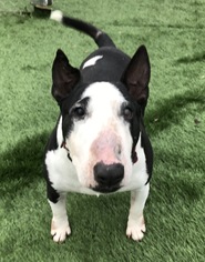 Bull Terrier Dogs for adoption in Holden, MO, USA