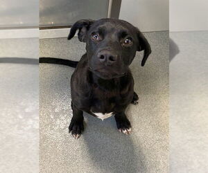 Labrador Retriever-Unknown Mix Dogs for adoption in Fayetteville, NC, USA