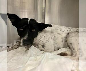 Dalmatian-Plott Hound Mix Dogs for adoption in San Antonio, TX, USA