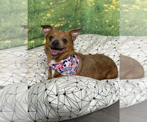 Mutt Dogs for adoption in San Leon, TX, USA