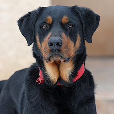 Rottweiler Dogs for adoption in Kanab, UT, USA