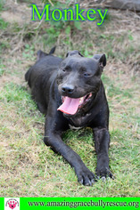American Pit Bull Terrier-Labrador Retriever Mix Dogs for adoption in Pensacola, FL, USA