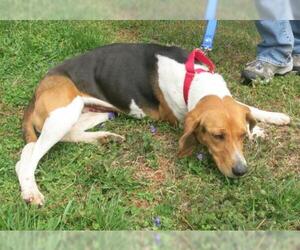 View Ad: Beagle-English Foxhound Mix Dog for Adoption near Virginia ...