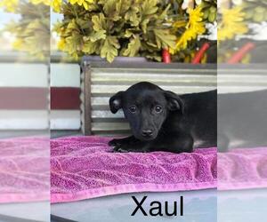 Mutt Dogs for adoption in Los Banos, CA, USA