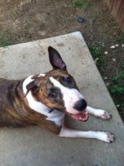 Bull Terrier-Unknown Mix Dogs for adoption in Grapevine, TX, USA