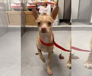 Chihuahua-Unknown Mix Dogs for adoption in Calgary, Alberta, Canada