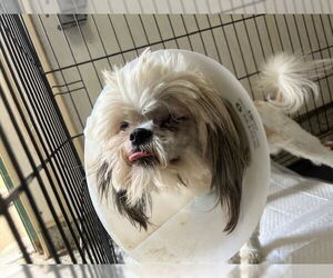 Shih Tzu Dogs for adoption in San Bernardino, CA, USA