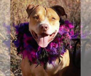 American Pit Bull Terrier-Labrador Retriever Mix Dogs for adoption in Pasadena, CA, USA