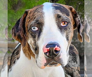 Catahoula Leopard Dog-Great Dane Mix Dogs for adoption in Albuquerque, NM, USA