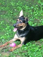 German Shepherd Dog-Unknown Mix Dogs for adoption in Newfield, NJ, USA