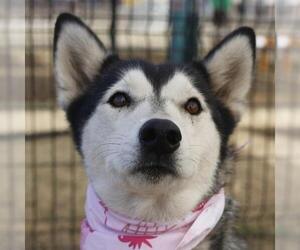Siberian Husky-Unknown Mix Dogs for adoption in San Antonio, TX, USA