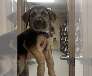 German Shepherd Dog-Unknown Mix Dogs for adoption in Conroe, TX, USA