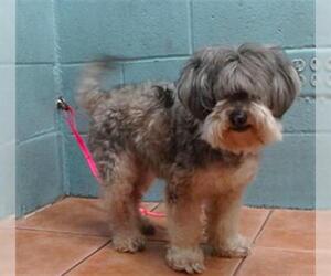 Mutt Dogs for adoption in Downey, CA, USA