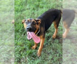 German Shepherd Dog-Unknown Mix Dogs for adoption in Riverside, CA, USA