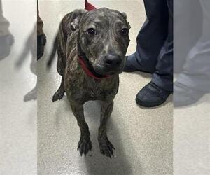 Mutt Dogs for adoption in Newton, NC, USA