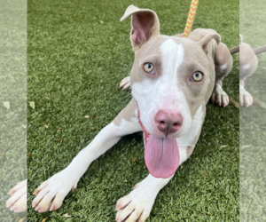 Mutt Dogs for adoption in Hilton Head, SC, USA