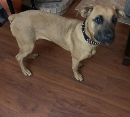 Black Mouth Cur Dogs for adoption in Euless, TX, USA