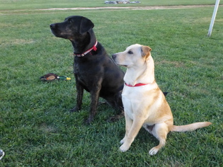 Labrador Retriever-Unknown Mix Dogs for adoption in Centreville, VA, USA