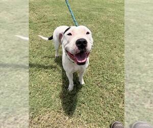 American Pit Bull Terrier-Unknown Mix Dogs for adoption in Corpus Christi, TX, USA