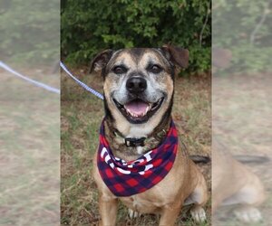 Boxer-Unknown Mix Dogs for adoption in Euless, TX, USA