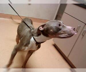 American Pit Bull Terrier Dogs for adoption in Martinez, CA, USA