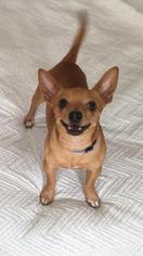 Chiweenie Dogs for adoption in Irving, TX, USA