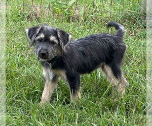 Airedale Terrier-Unknown Mix Dogs for adoption in Lakewood, CO, USA