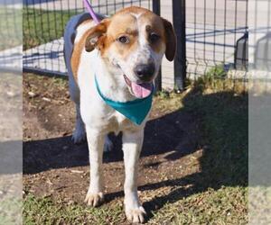 American Foxhound-Unknown Mix Dogs for adoption in San Antonio, TX, USA