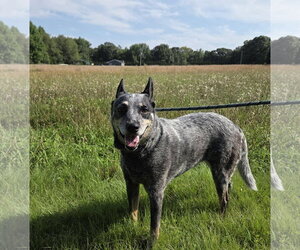 Mutt Dogs for adoption in Garden City, NY, USA