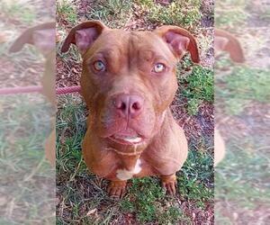 American Staffordshire Terrier Dogs for adoption in Fort Lauderdale, FL, USA