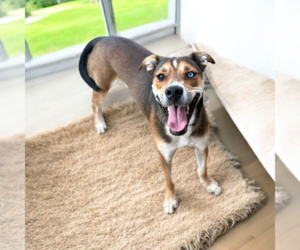 Mutt Dogs for adoption in Vail, AZ, USA